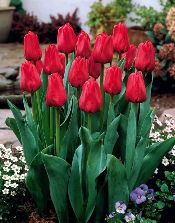 Dutch Tulip Bulbs (10 pcs)