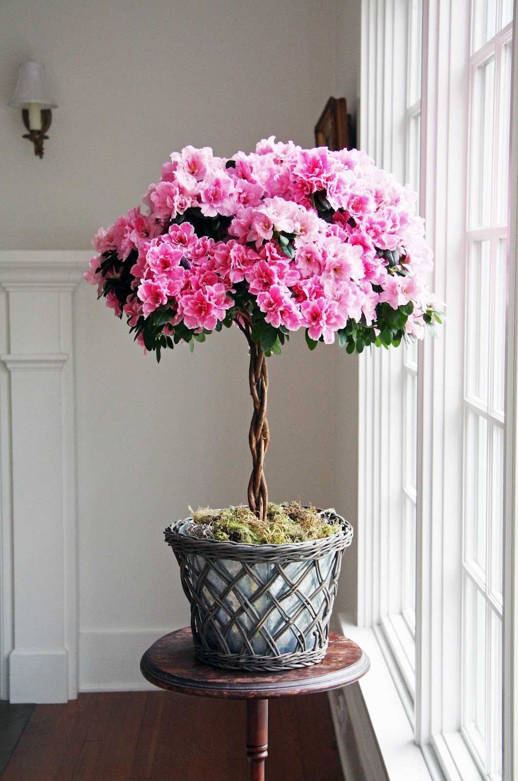 Azalea