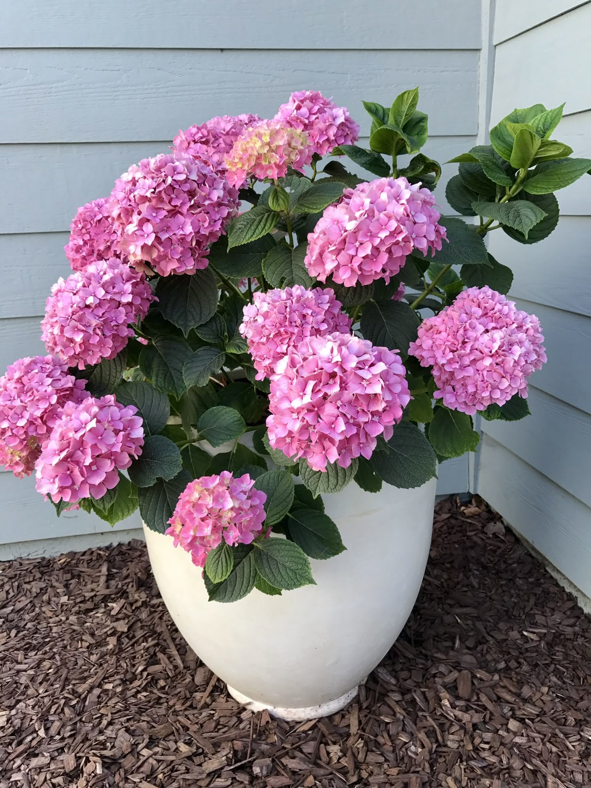 Hydrangea