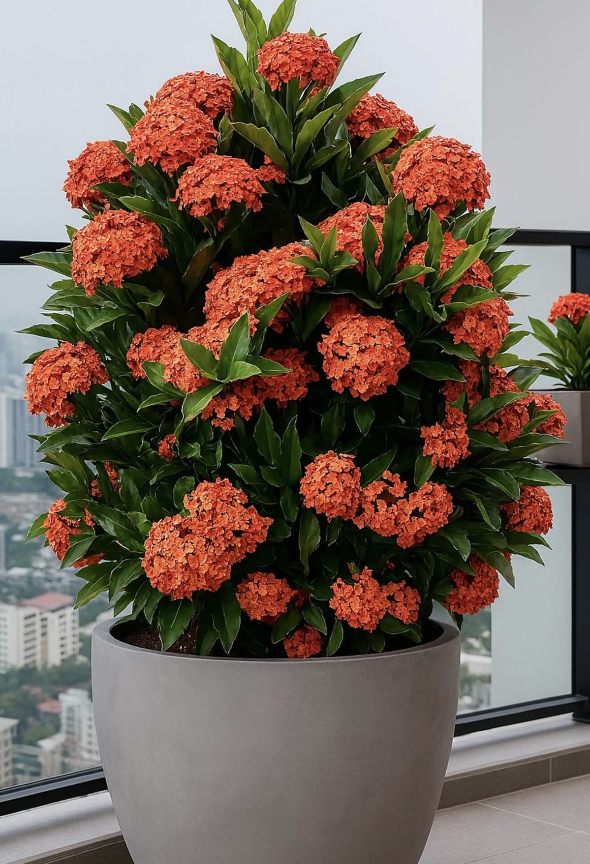 Ixora